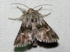 Toadflax Brocade Moth - Photo (c) Sergey D, all rights reserved, uploaded by Sergey D