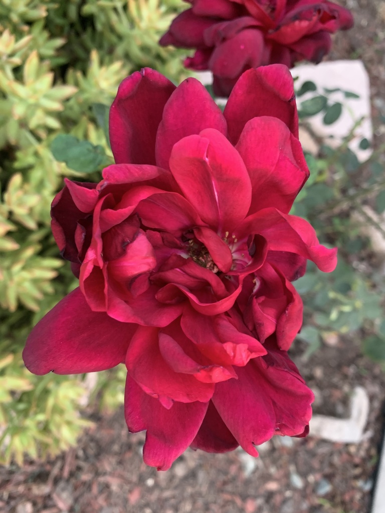 roses from Adele Ave, Whittier, CA, US on November 16, 2020 at 04:41 AM ...