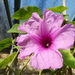 Ipomoea brasiliana - Photo (c) T. E. D., all rights reserved, uploaded by T. E. D.