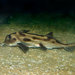 Australian Elephantfish - Photo (c) fir0002, some rights reserved (GFDL)