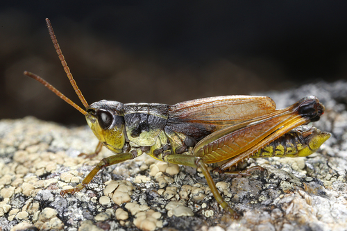 Podismopsis styriaca