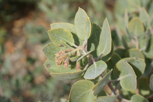 Arctostaphylos canescens ssp. sonomensis