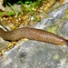 Limax millipunctatus - Photo (c) steph99, all rights reserved, uploaded by steph99