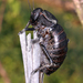 Glandular Bush-Crickets - Photo (c) gernotkunz, all rights reserved, uploaded by gernotkunz