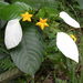 Mussaenda chippii - Photo (c) Jeremy Lindsell, all rights reserved, uploaded by Jeremy Lindsell