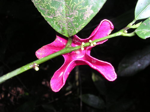 Erythropalaceae image