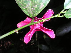 Heisteria parvifolia image