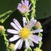 Walter's Aster - Photo (c) flwildbeauty, all rights reserved, uploaded by flwildbeauty