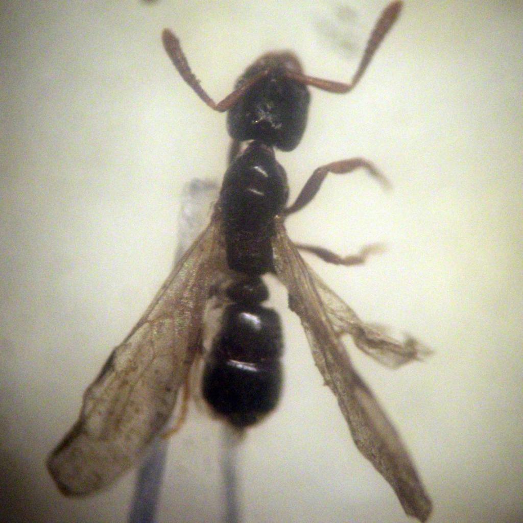 Roger's Crypt Ant from Taratinsky krd., Темниковский р-н, Респ ...
