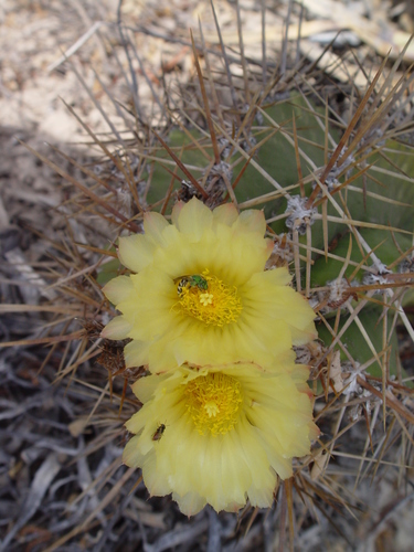 star cactus
