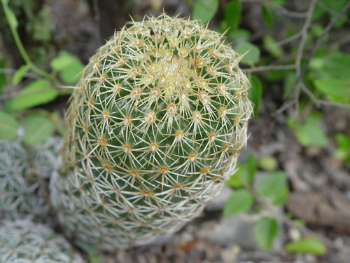 Coryphantha erecta