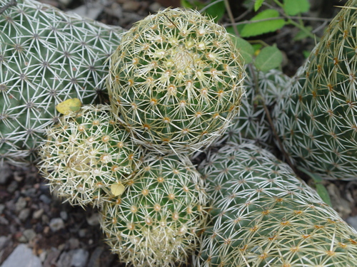 Coryphantha erecta