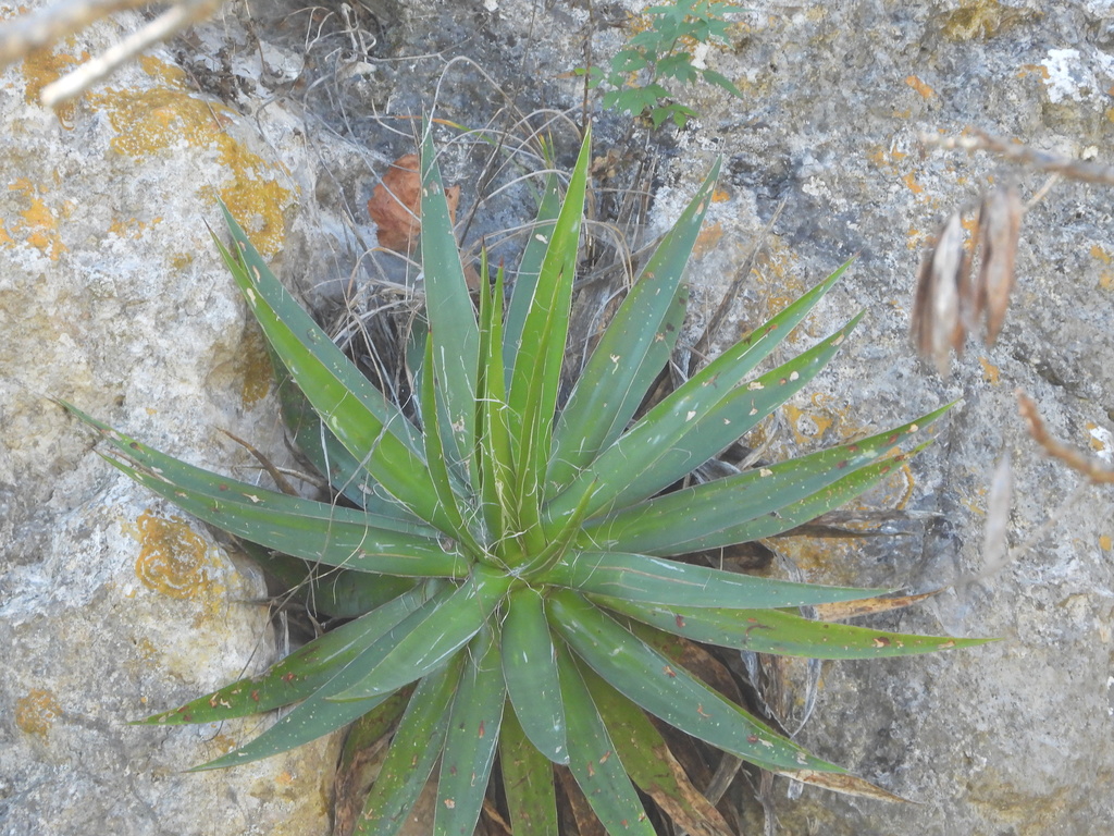 Agave ortgiesiana