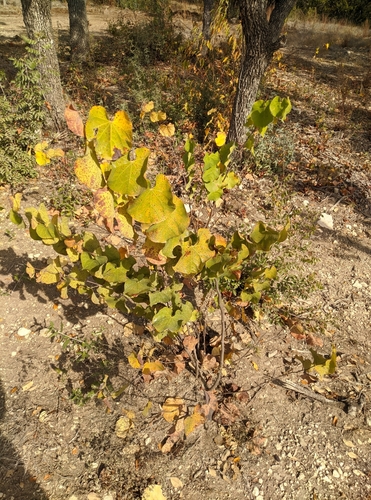 Western Redbud seedling