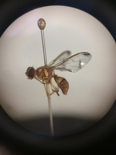 Melon Fly