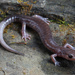 Salamandra de Blacksburg - Photo (c) Jake Scott, todos los derechos reservados, subido por Jake Scott