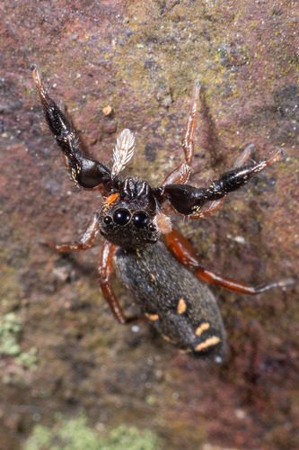 Metacyrba punctata
