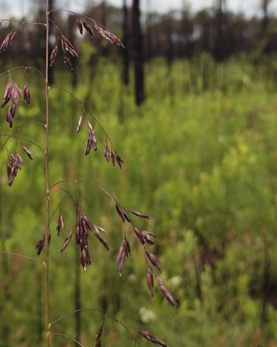 pine barren sandreed (Calamovilfa brevipilis)