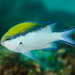Barrier Reef Chromis - Photo (c) Ian Shaw, all rights reserved, uploaded by Ian Shaw