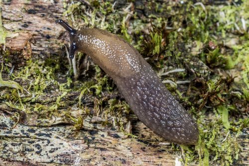 Hedgehog Slug