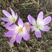 Colchicum speciosum - Photo (c) Cavid Qara, todos los derechos reservados, subido por Cavid Qara