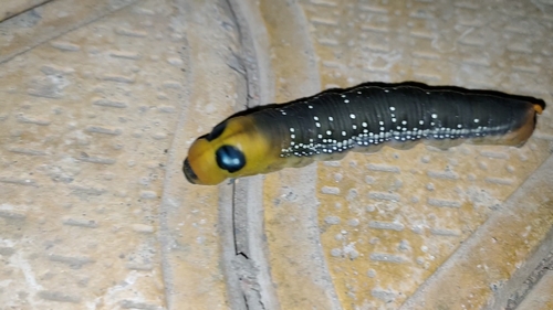 Oleander Hawkmoth