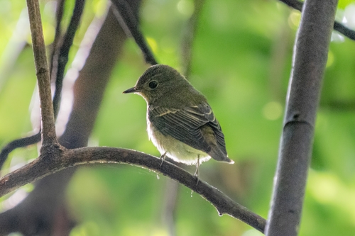 Narcissus Flycatcher