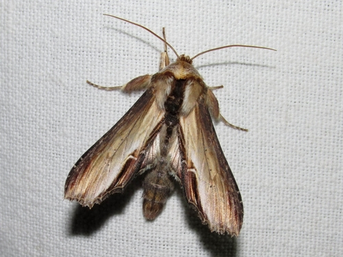 Mullein Moth