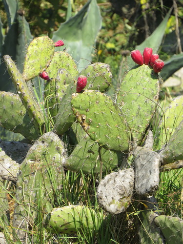 Red Prickly Pear