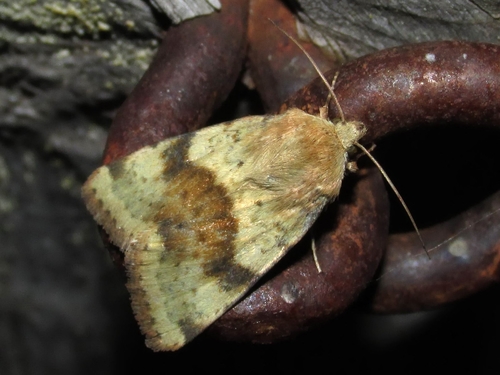 Liucerninis Saulinukas nuotrauka