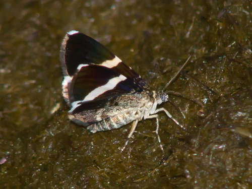 White-striped Black