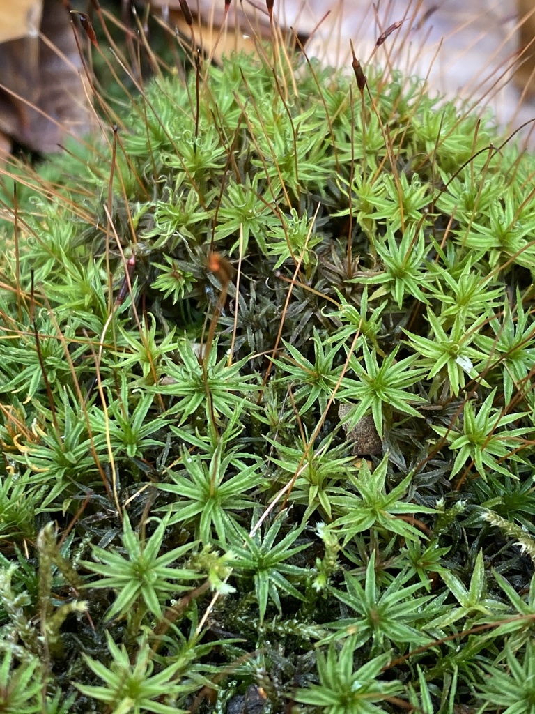 Atrichum rhystophyllum (Atrichum rhystophyllum)