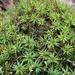 Atrichum angustatum - Photo (c) Arising Under, todos os direitos reservados, uploaded by Arising Under