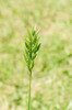 Lesser Soft-Brome - Photo (c) Chris Whitehouse, all rights reserved, uploaded by Chris Whitehouse