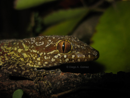 Saint George Island Gecko