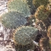 Orbiculate Prickly Pear Complex - Photo (c) Leora Fitz, all rights reserved, uploaded by Leora Fitz
