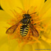 Sunflower Burrowing-Resin Bee - Photo (c) Juan Carlos Garcia Morales, all rights reserved, uploaded by Juan Carlos Garcia Morales