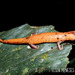 San Gil Mushroomtongue Salamander - Photo (c) Elson Meneses Pelayo, all rights reserved, uploaded by Elson Meneses Pelayo