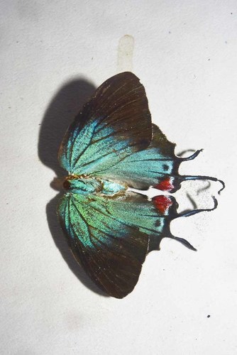 Regal Hairstreak