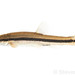 Rhinichthys atratulus - Photo (c) Steven Wang, כל הזכויות שמורות, uploaded by Steven Wang
