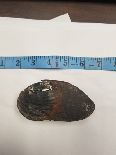 Louisiana Pearlshell