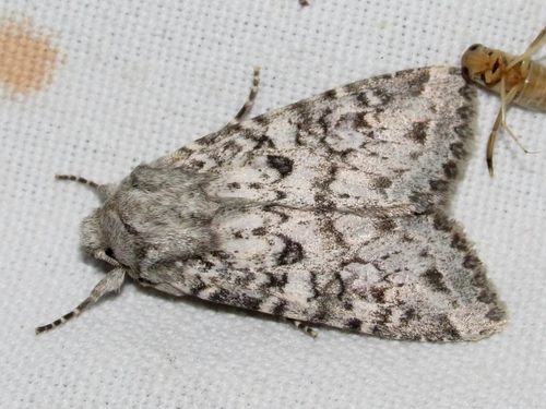 Polia serratilinea