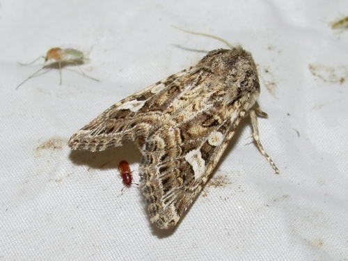 Saragossa siccanorum
