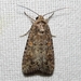 Beet Armyworm Moth - Photo (c) Sergey D, all rights reserved, uploaded by Sergey D