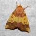 Barred Sallow - Photo (c) Sergey D, all rights reserved, uploaded by Sergey D