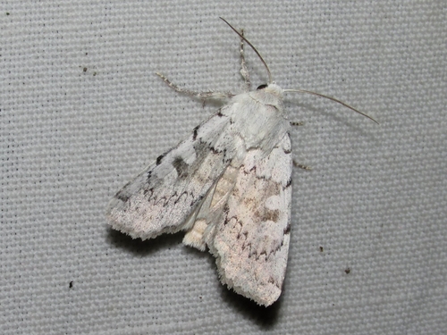 Xestia ashworthii Doubleday, 1855