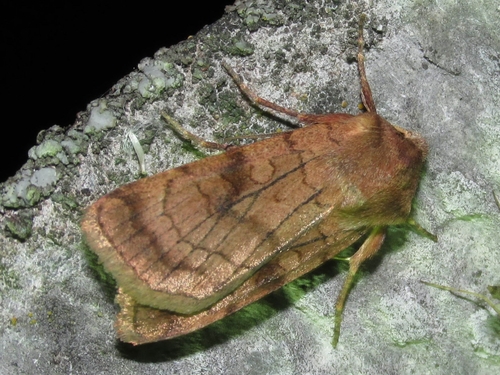 Six-striped Rustic