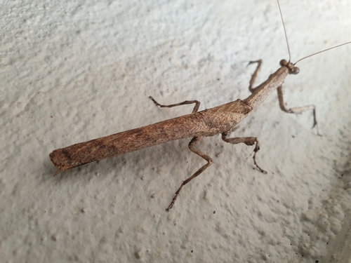 African Twig Mantis