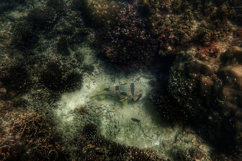 Blackblotched Porcupinefish — seen at this dive site