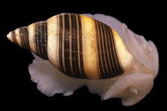 Rictaxis punctocaelatus image